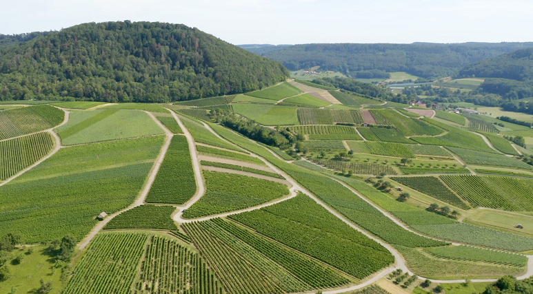 Weinberge in Öhringen Weinberge in Öhringen